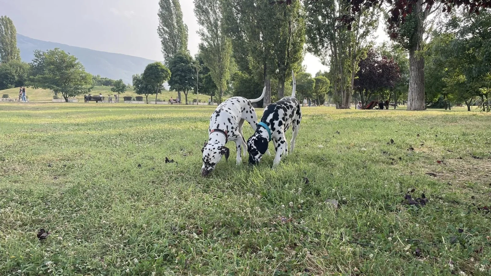 Два далматина душат тревата в градски парк, с планина и дървета зад тях