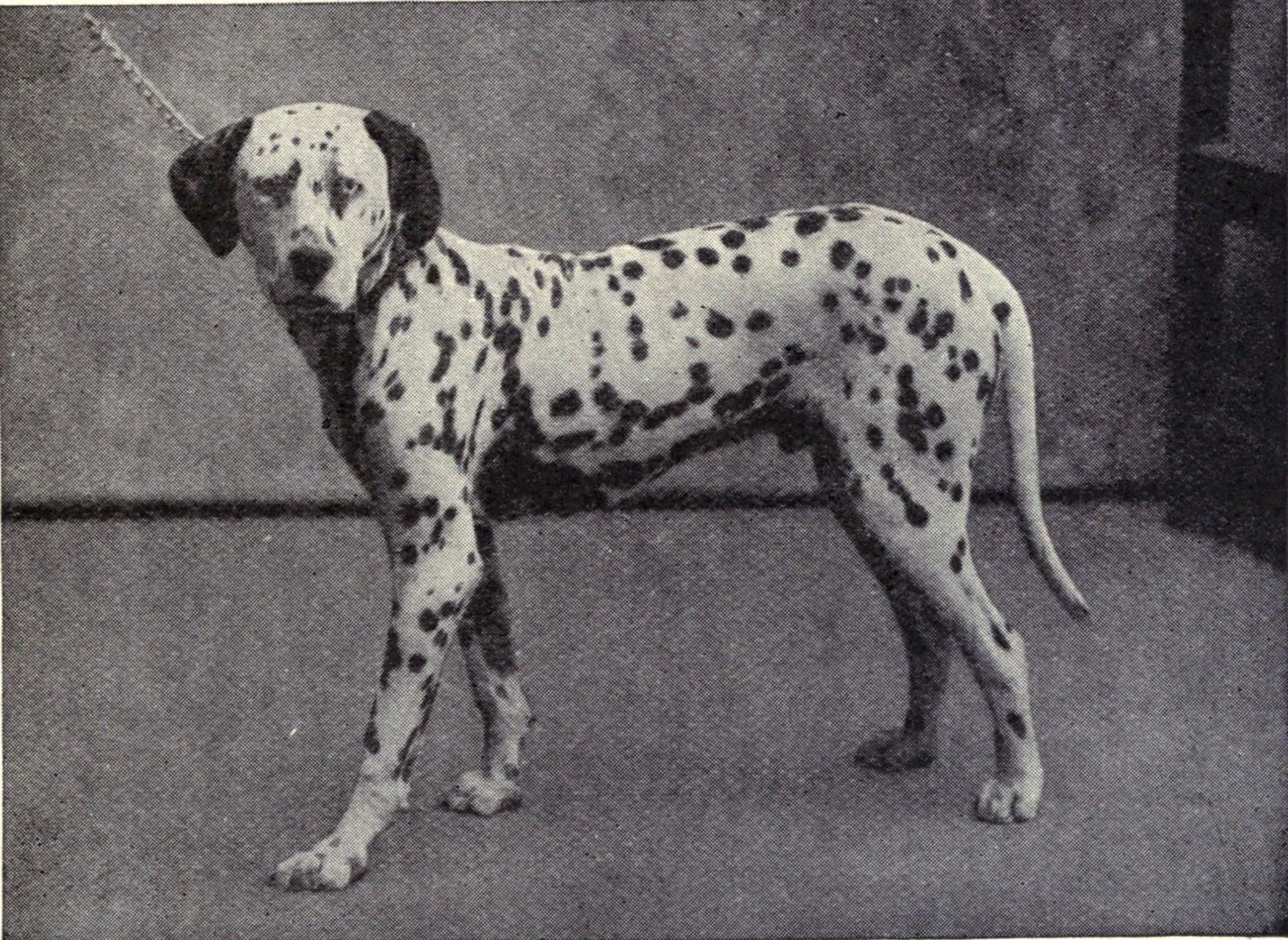 Фиг. 84 от "British Dogs", 1903 г.: Melton, бял с кафяви петна, в профил на каишка