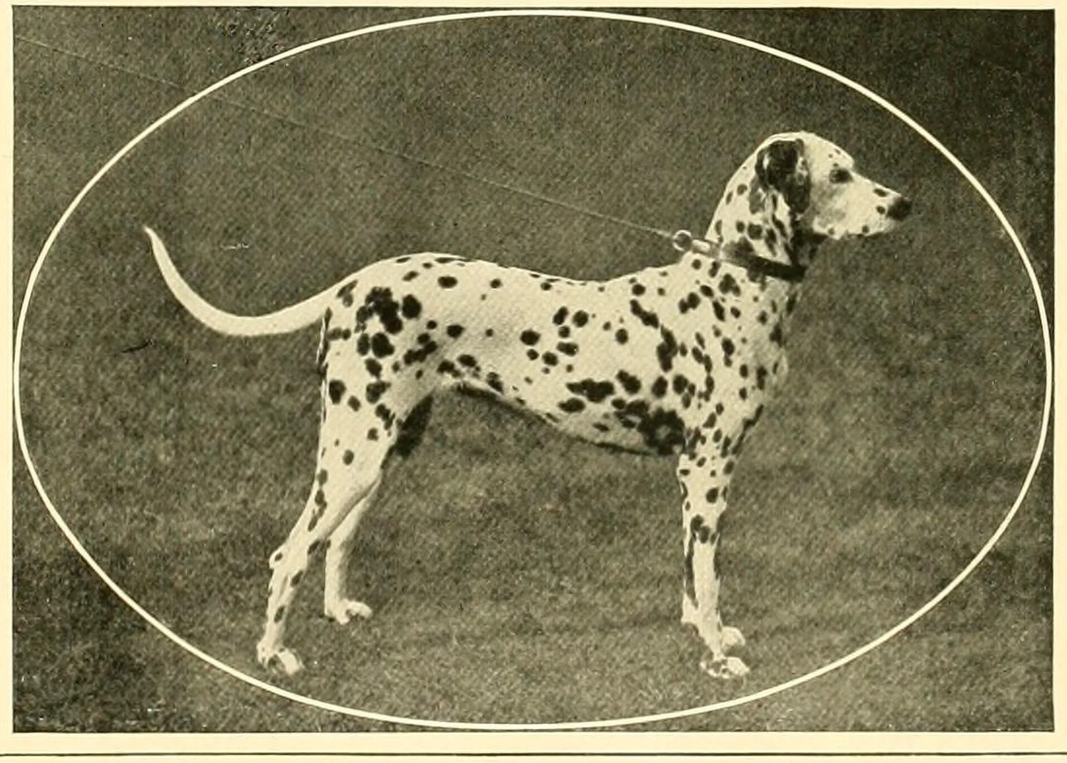 Balette от "The New Book of the Dog", 1911 г.: далматинка в профил, в овална рамка, на каишка