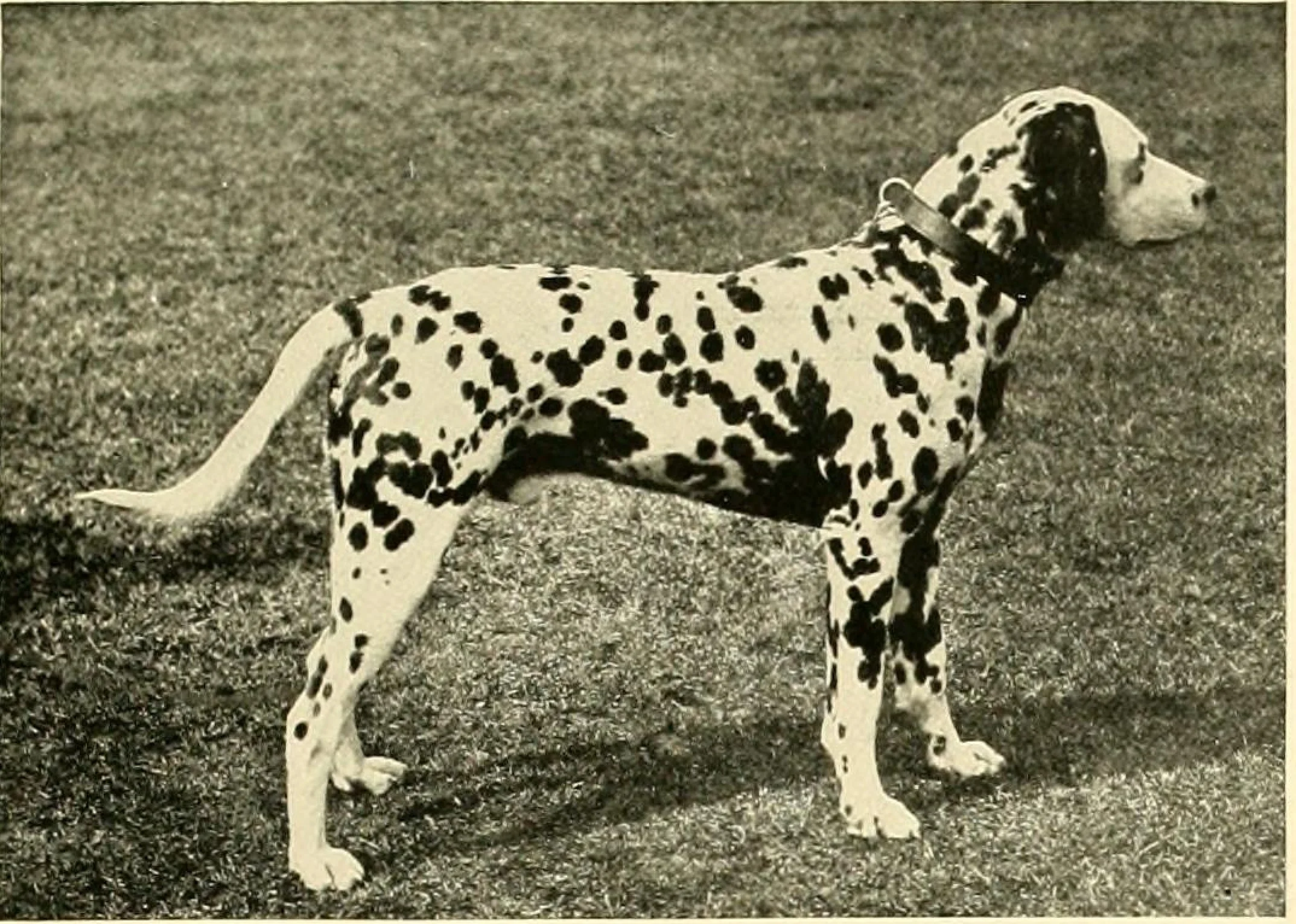 Ch. Defender от "The New Book of the Dog", 1911 г.: далматин с черни петна в профил, изправен на морава