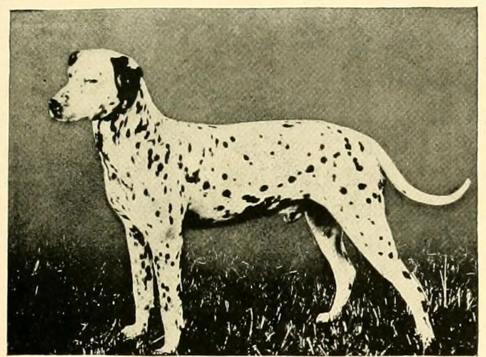 Ch. Fontleroy от "The New Book of the Dog", 1911 г.: далматин с кафяви петна в профил, изправен на трева пред тъмен фон