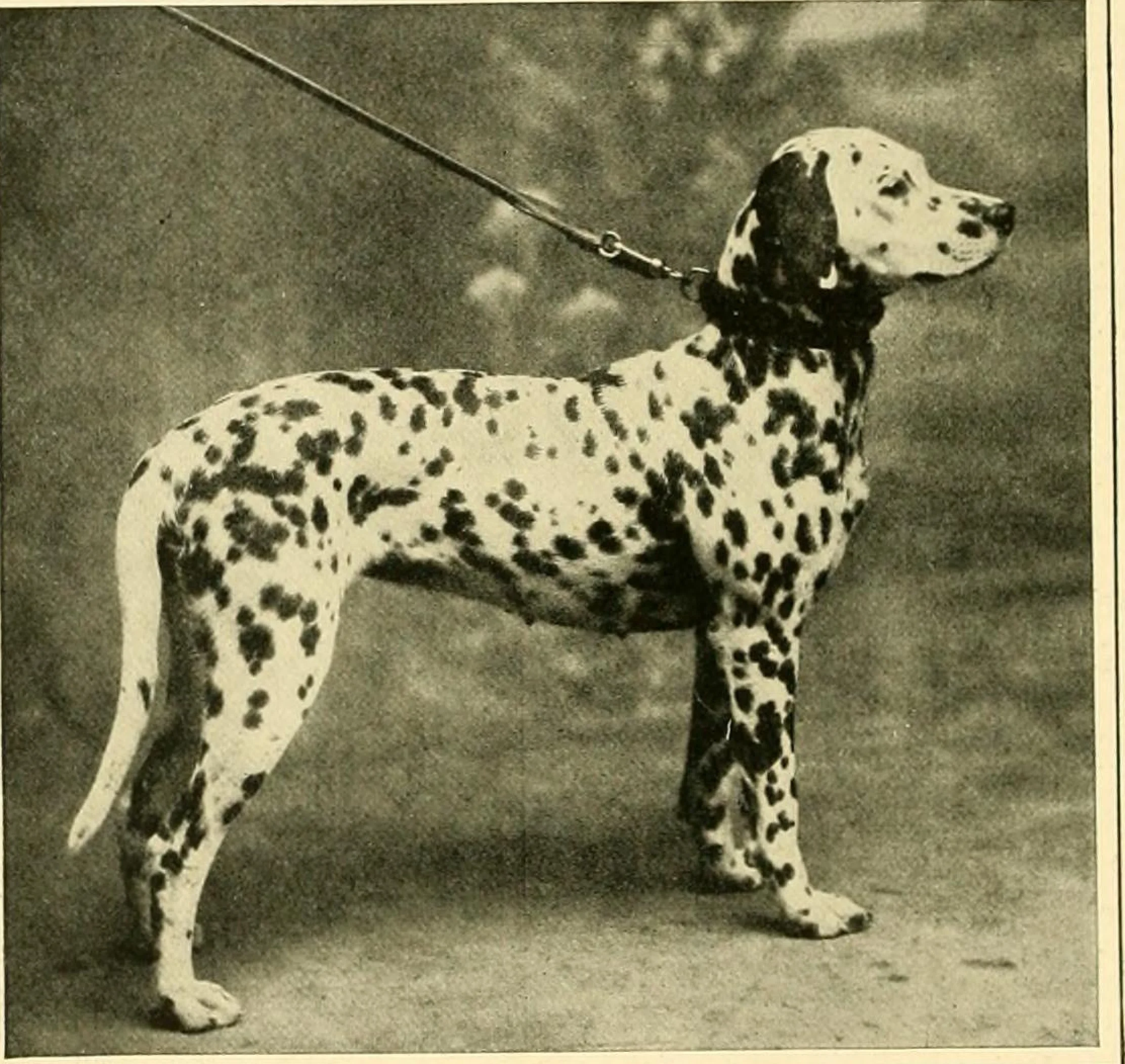 Ch. Rugby Bridget от "The New Book of the Dog", 1911 г.: далматинка в цял ръст в профил, на каишка, с изцяло черно ухо и едри отчетливи петна