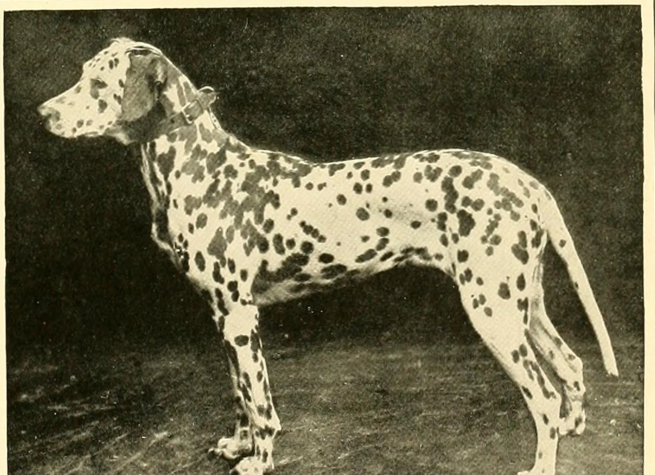 Ch. Rugby Brunette от "The New Book of the Dog", 1911 г.: далматинка в профил на тъмен фон, с гъсти черни петна и тъмно ухо