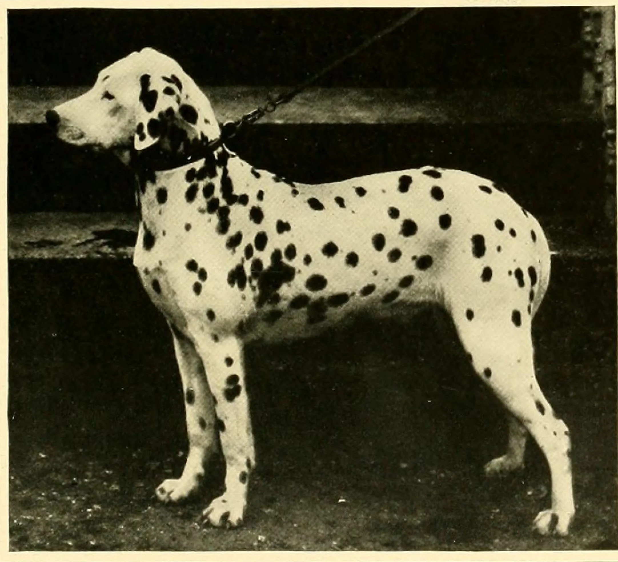 Rugby Bess O' the Barn от "The New Book of the Dog", 1911 г.: млада далматинка в профил на каишка, с изцяло черно ухо и едри кръгли петна