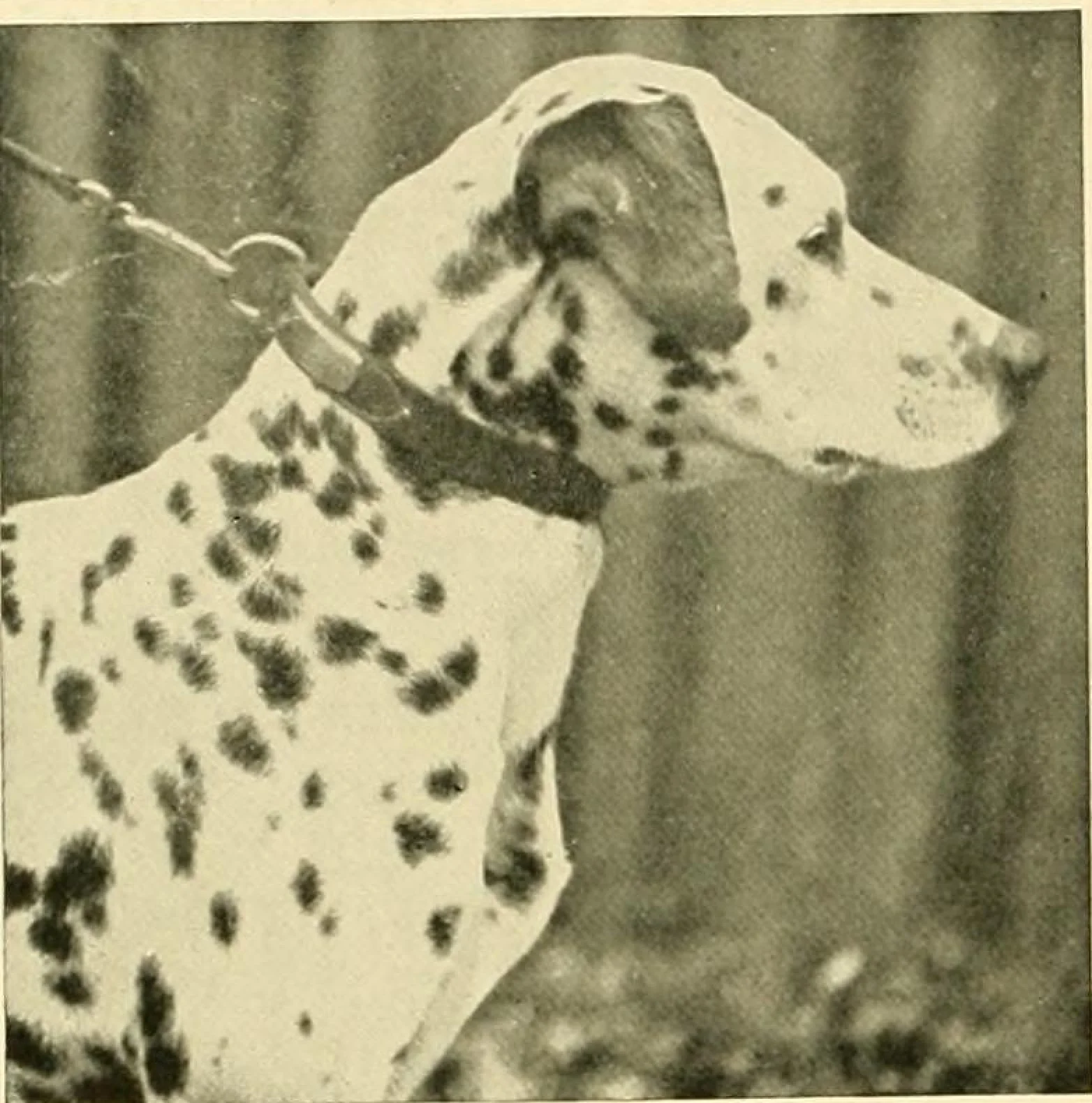 Rugby Buckshot от "The New Book of the Dog", 1911 г.: глава на далматин в профил, с изцяло тъмно ухо и дребни петна по муцуната