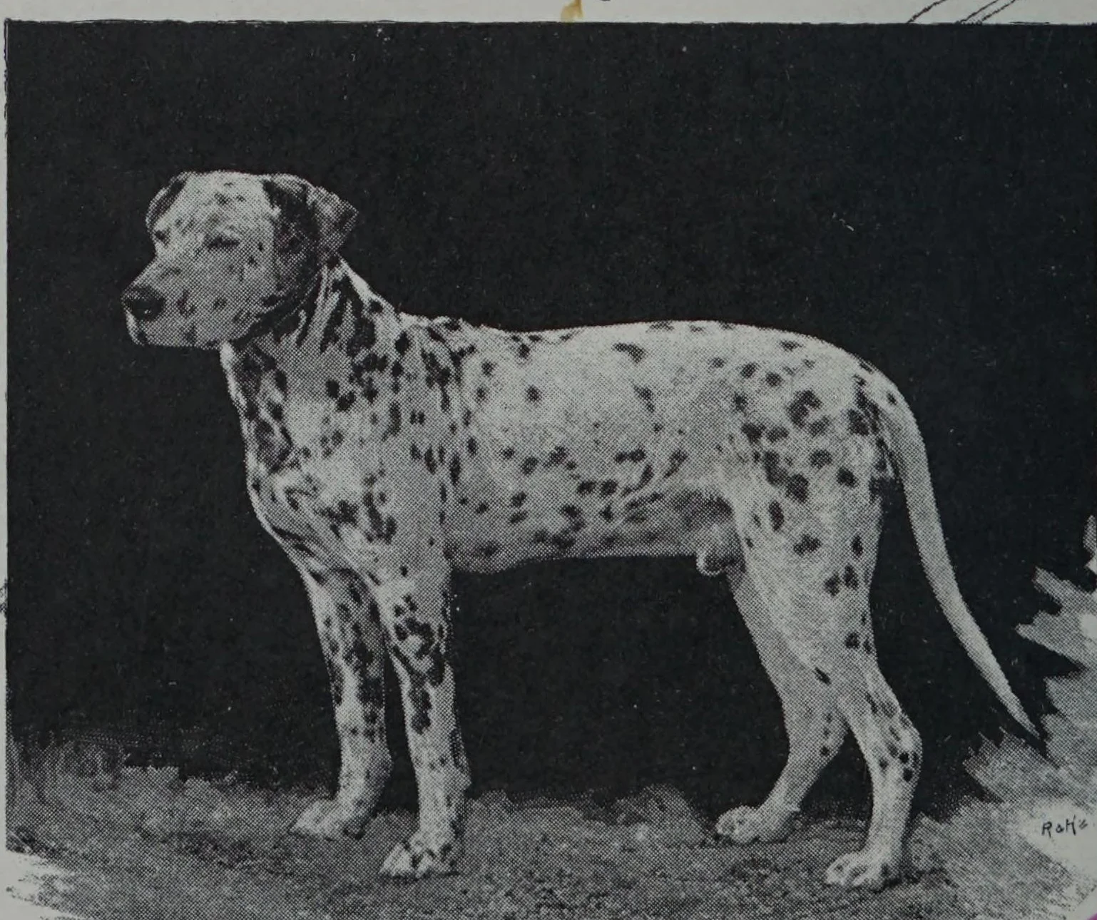 Шампион Coming Still от "Our Friend the Dog", 1899 г.: далматин в профил на тъмен фон, с гъсти дребни петна и тъмно ухо