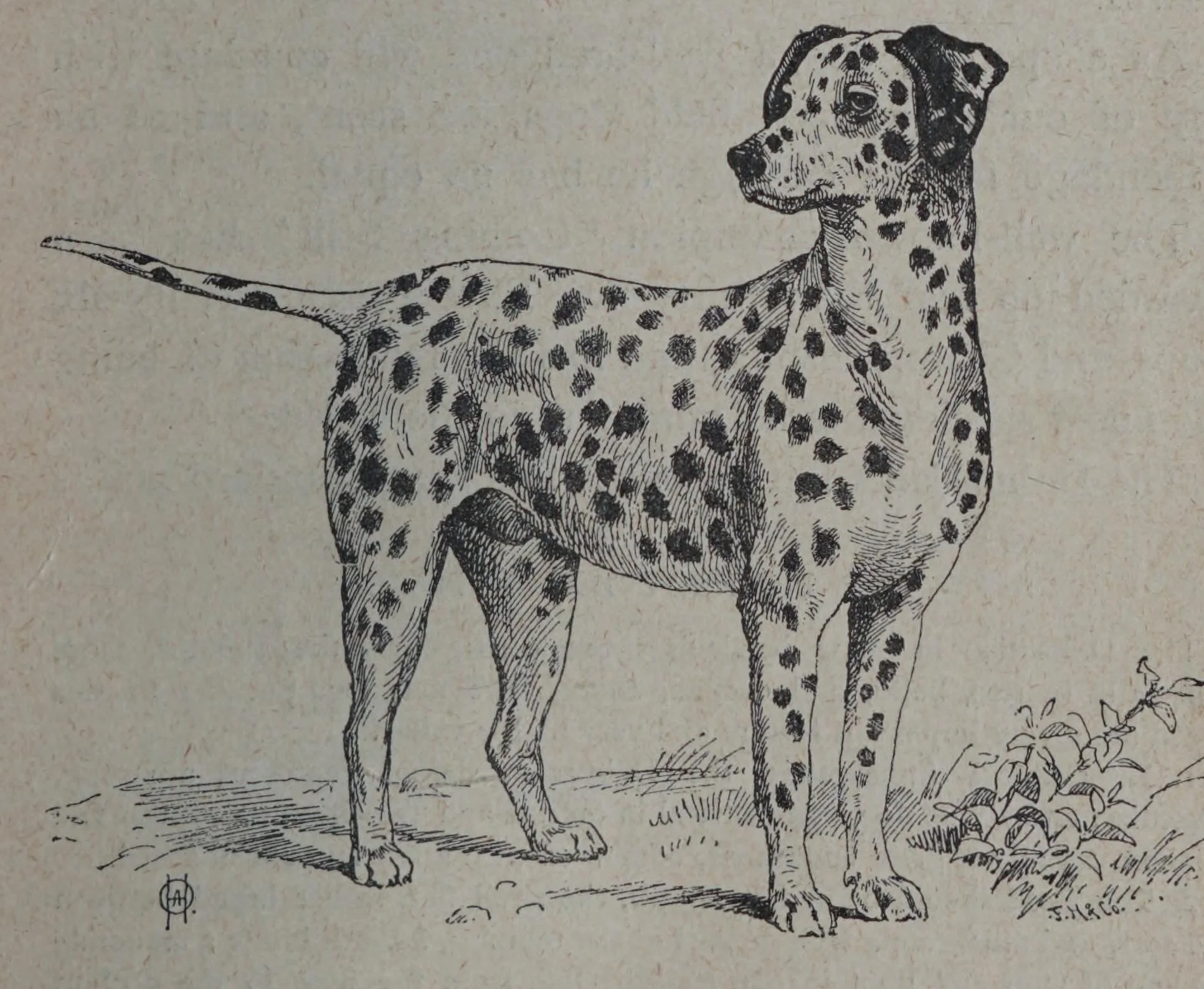 Гравюра от "Our Friend the Dog", 1899 г.: далматин в профил с изправена опашка, върху пътека край туфа растения