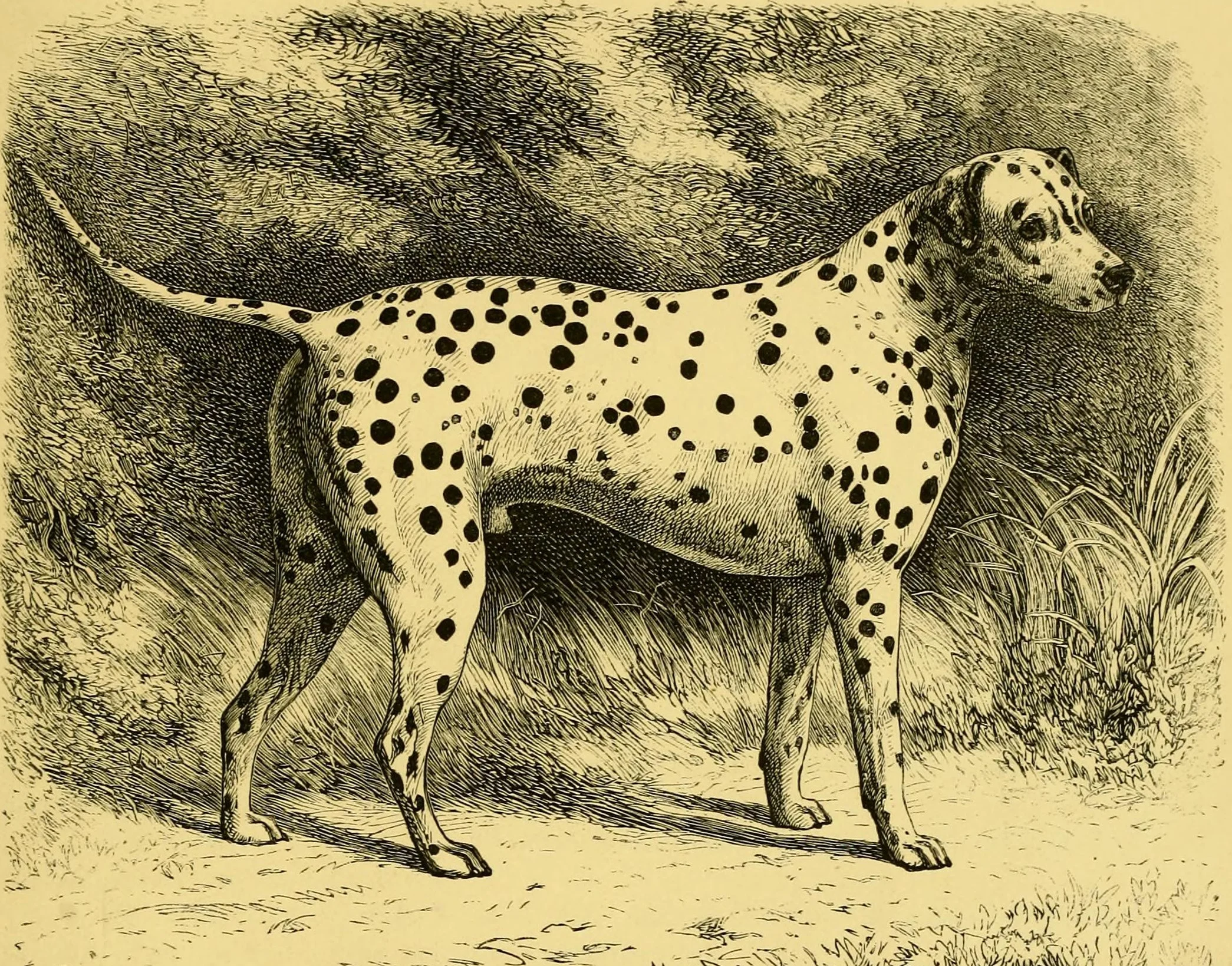 Гравюра от "The Dogs of the British Islands", 1878 г.: далматинът Captain в профил на пътека сред храсти, с едри кръгли петна по цялото тяло