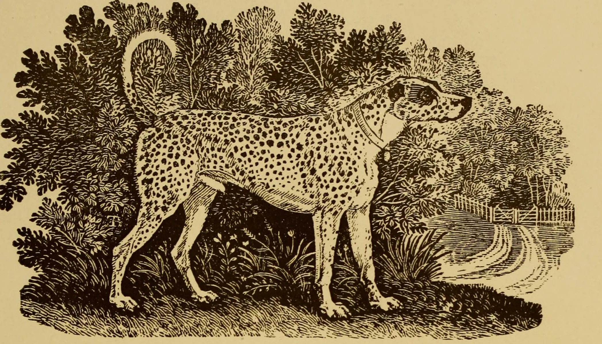 Гравюрата на Bewick, препечатана в "The Dog Book", 1906 г.: петнисто куче в профил сред храсти, с широк нашийник, отрязани уши и черно петно при ухото