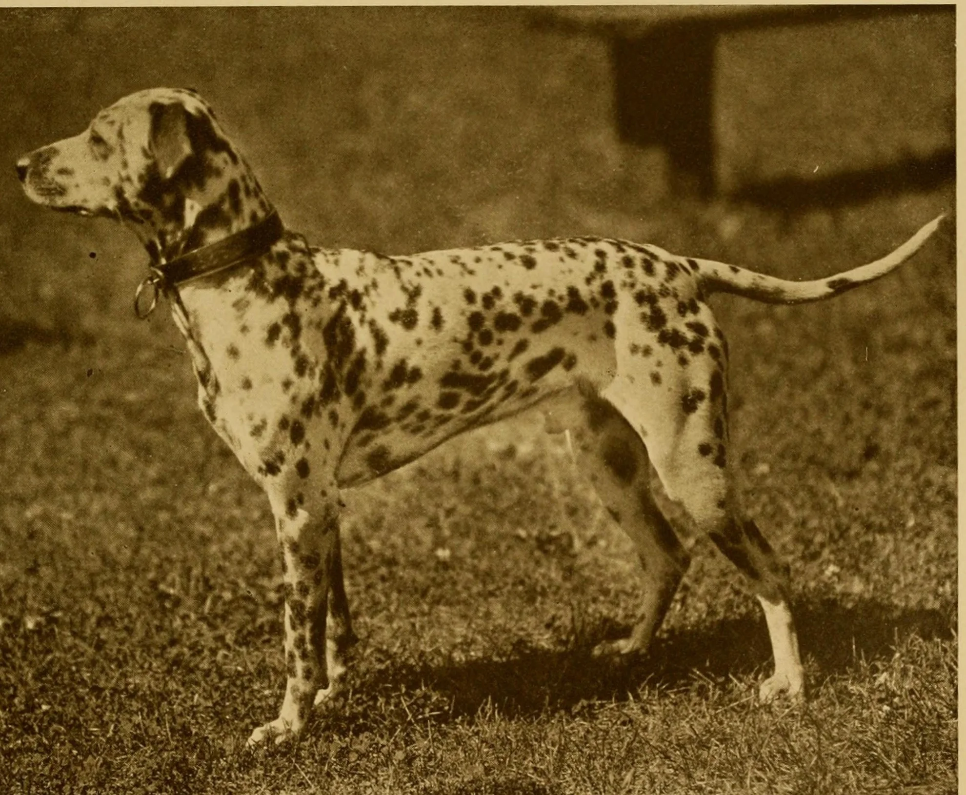 Bismark от "The Dog Book", 1906 г.: далматин в стойка на трева, с широк кожен нашийник и едри петна по цялото тяло