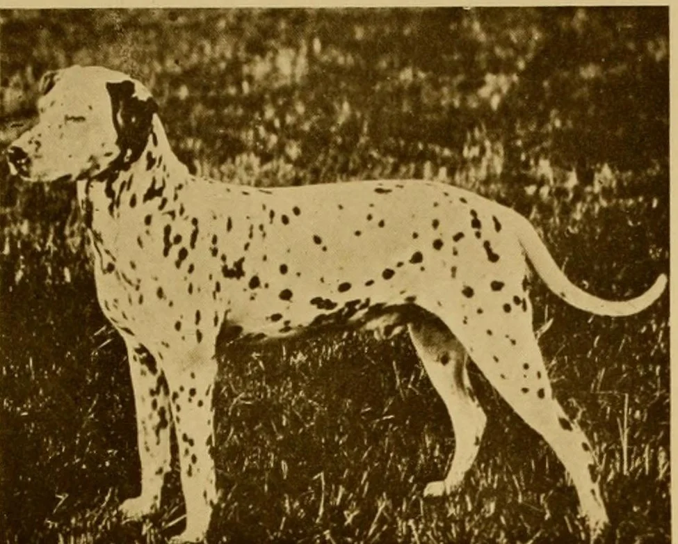 Champion Fauntleroy от "The Dog Book", 1906 г.: далматин с кафяви петна в профил на трева