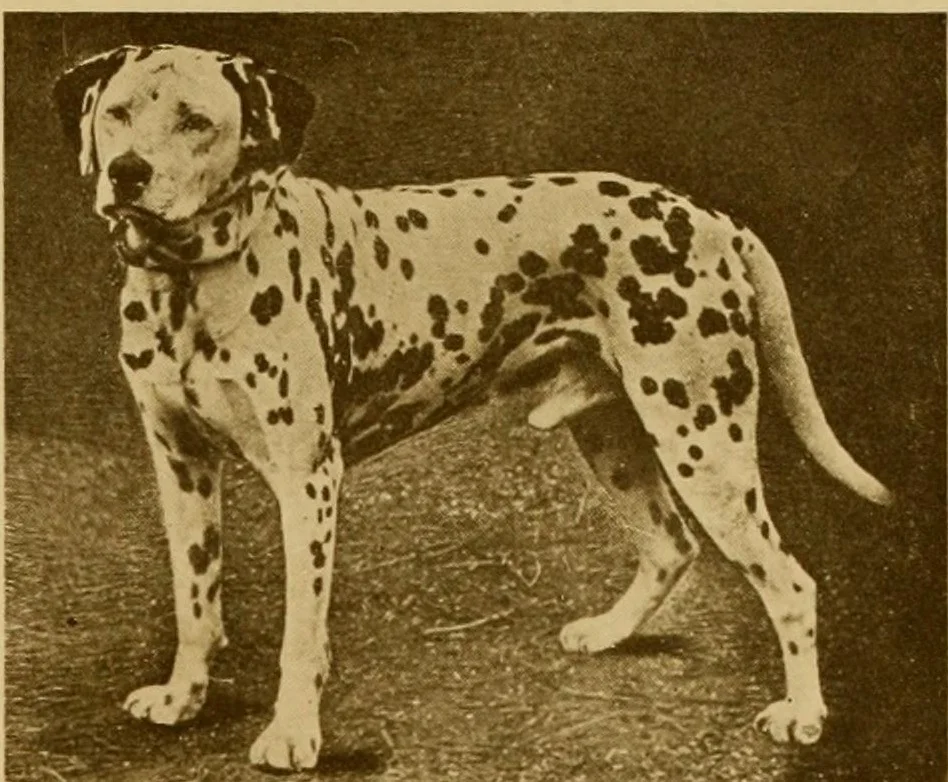 Denbigh Duke от "The Dog Book", 1906 г.: далматин в стойка на трева, с изцяло черно ухо и едри черни петна по тялото