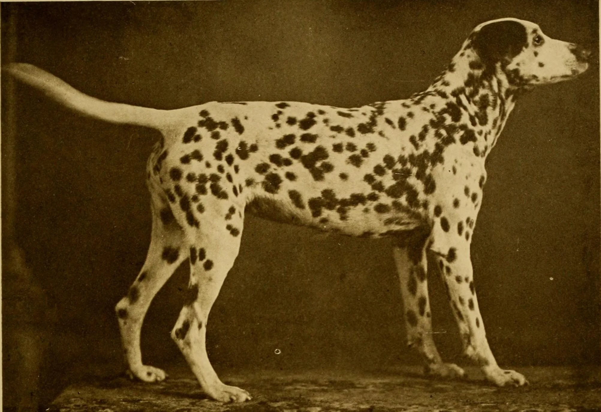 King Cole от "The Dog Book", 1906 г.: далматин в профил на тъмен фон, с черно ухо и равномерни петна по цялото тяло