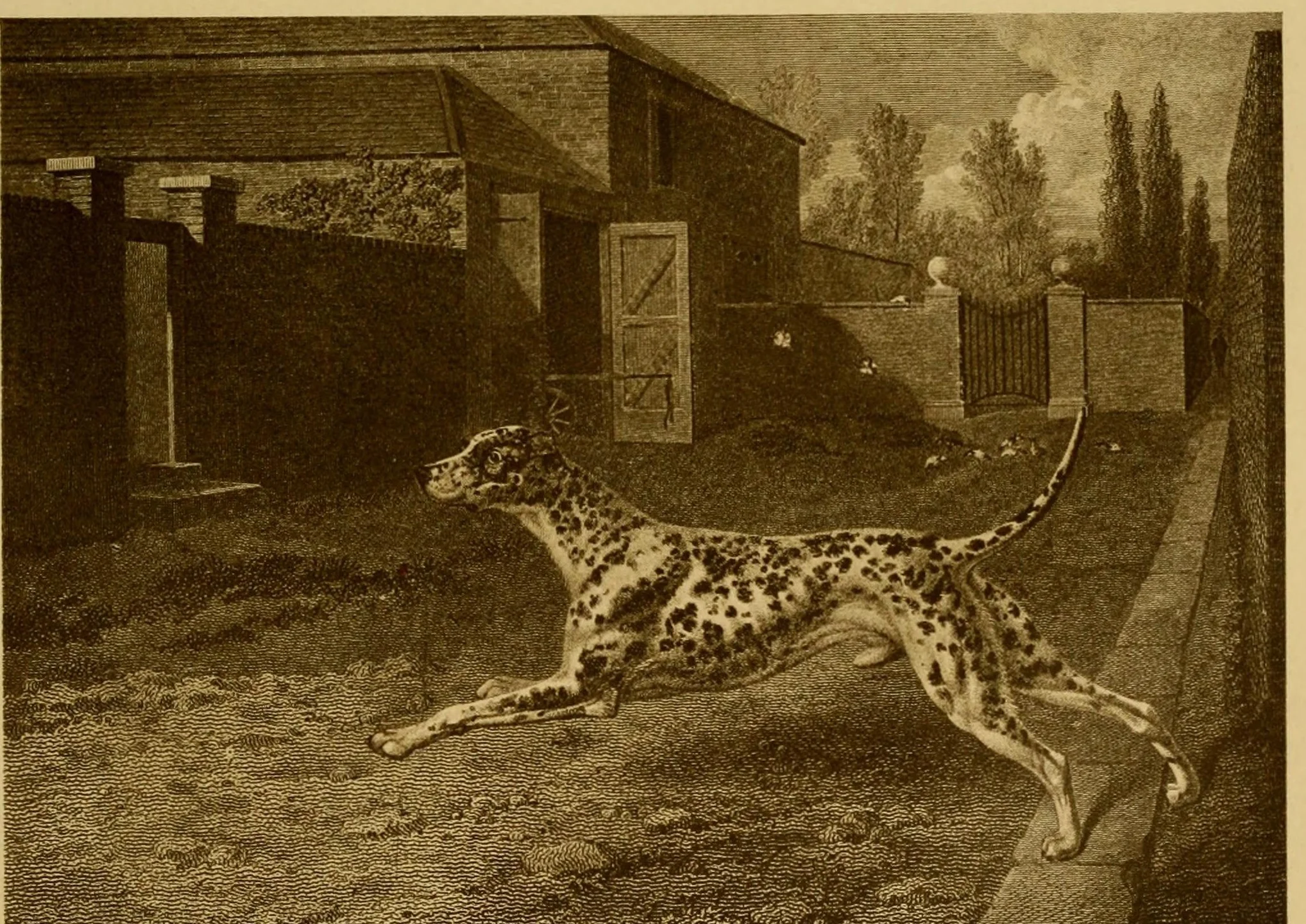 Гравюра по картина на Reinagle, препечатана в "The Dog Book", 1906 г.: петнисто куче в галоп, с изпъната опашка, покрай зидана стена и порта