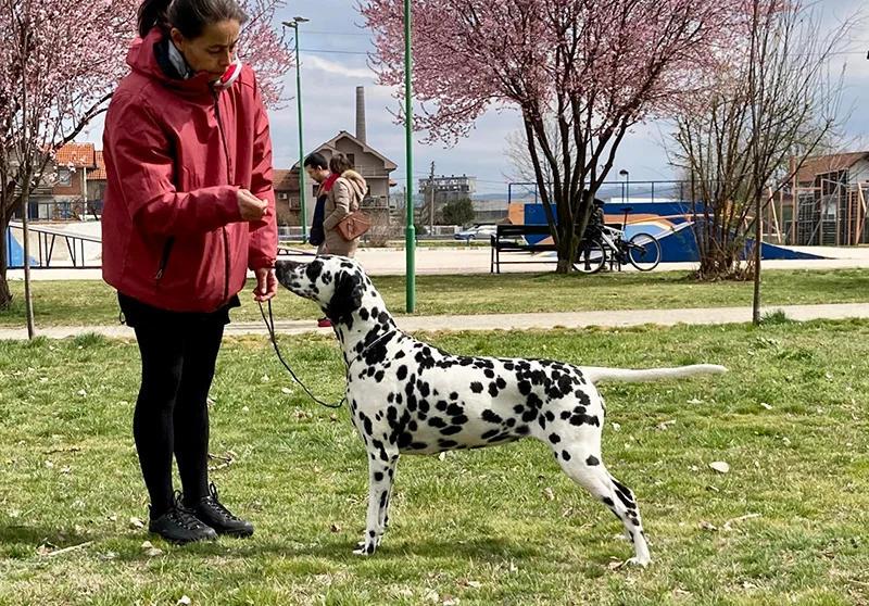IDS CACIB Zajecar, Serbia - 03/04/2022