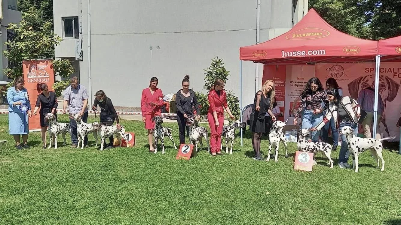 Spotmaniac Dalmatians at the Bulgarian Dalmatian Club Show 2023